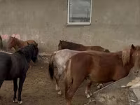 Pastuv, Horse breed — fotografija 3