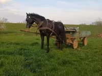 Cal, Nonius horse — foto 2