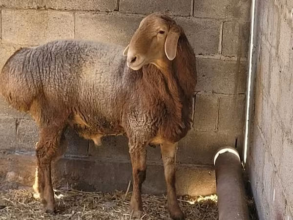 قوچ, Tian-Shan semifinewool sheep