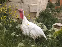 Turkeys — 사진 1