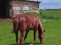 Merrie, Paarden — foto 1