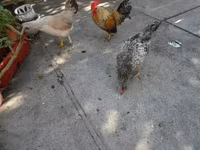 bantam japonais — photo 1