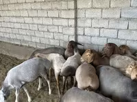 كبش, الأغنام — الصورة 3