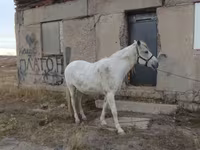 Caballo, Caballos — foto 5