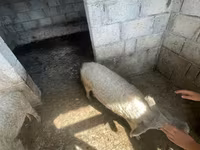 خوک ماده, Мангалица — عکس 4