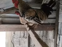 Chickens — 照片 1