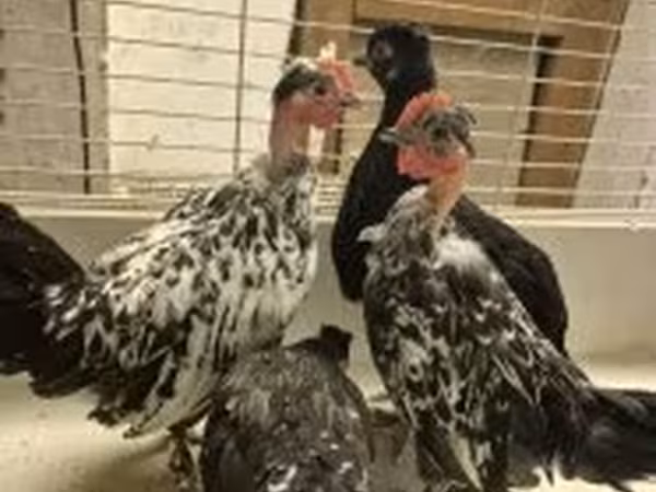 Japansk Bantam