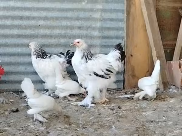 Brahma