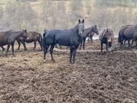 Hengst, Karachay horse — Foto 6