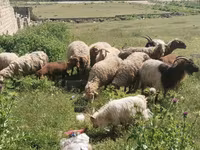 أغنام (دفعة، الجنس غير محدد), الأغنام — الصورة 4