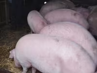 Sow, Pigs — photo 2
