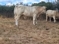 ثور, Charolais cattle — الصورة 2