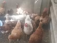 Chickens — Foto 1
