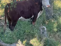 Krava, Swiss cattle — foto 3