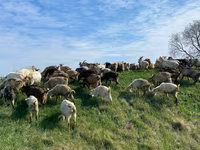 Sheep, Sheep — photo 4