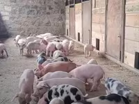 Eber, Schweine — Foto 3