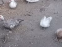 Ducks — รูปภาพ 6