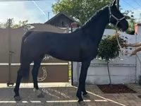 Kobila, Dutch warmblood horse — fotografija 3