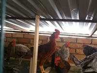 Chickens — foto 1