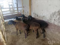 Ovce (šarže, pohlaví neuvedeno), Ovce — foto 1
