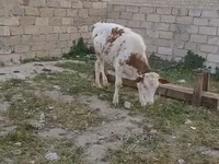 Lembu jantan, Cattle — foto 2