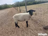 Schaap, White Suffolk sheep — foto 3