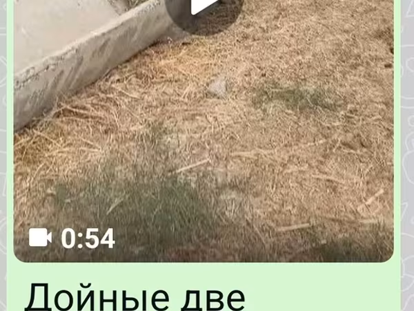 Cow, Cattle — Kyrgyzstan