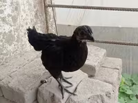 Ayam Cemani — foto 3