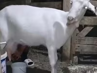 Ged, Saanen goat — foto 3