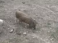 Knur, Świnie — zdjęcie 2