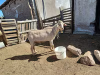 تيس, Saanen goat — الصورة 5
