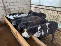Domba jantan, Rhon sheep — foto 3