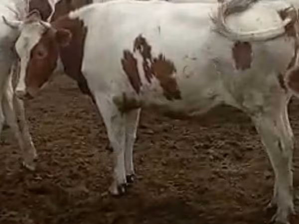 Tehén, Simmental cattle