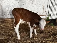 Tyre, Simmental cattle — foto 3