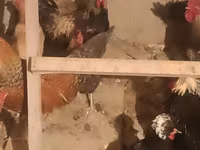 Chickens — foto 2