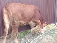 பசு, Swiss cattle — புகைப்படம் 2