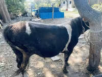 Banteng, Swiss cattle — foto 5