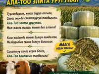 Силосный корм «Ала-Тоо Элит» — высококачественный рацион для КРС и — รูปภาพ 2