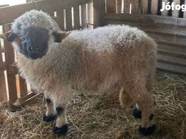 Beran, Valais Blacknose sheep