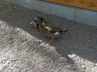 Ducks — zdjęcie 4