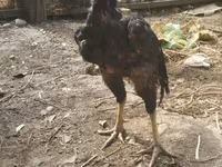 Chickens — foto 3