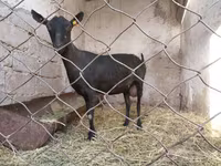 Dişi keçi, Murcia-Granada goats — foto 4