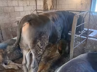 گاو نر, Swiss cattle — عکس 5