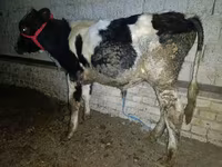 ხარი, Russian Black pied cattle — ფოტო 1