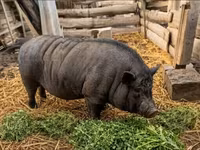 Boar — photo 2