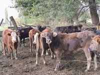 Krava, Simmental cattle — fotografija 4