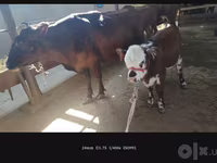 गाय, Simmental cattle — फ़ोटो 2