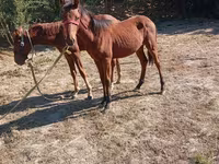 ፈረስ, Horses — ፎቶ 3