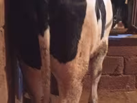 گاو ماده, Russian Black pied cattle — عکس 2