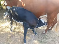 Krowa, Russian Black pied cattle — zdjęcie 1